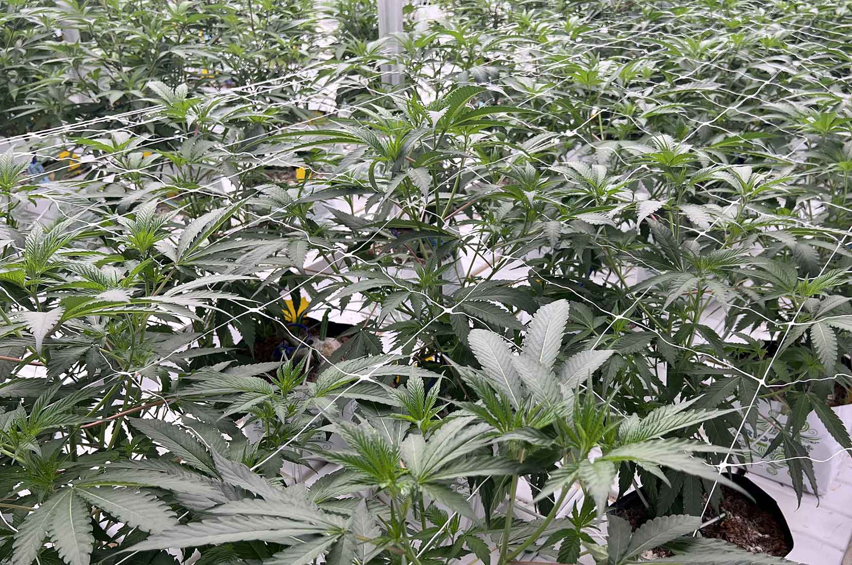 legacy_cannabis_back1