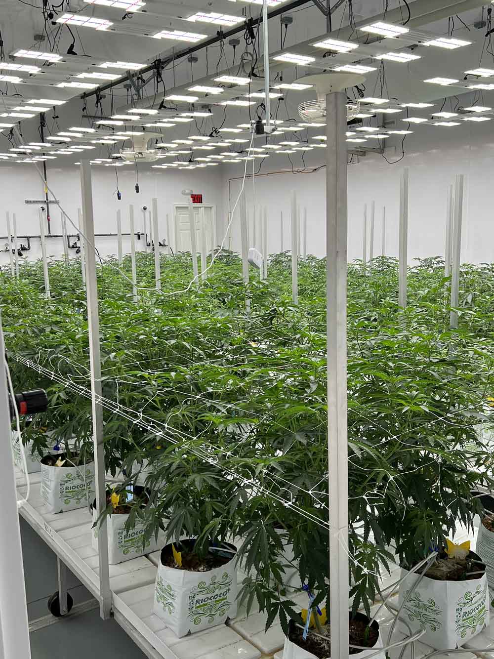 legacy_cannabis_wholesale_marijuana_1