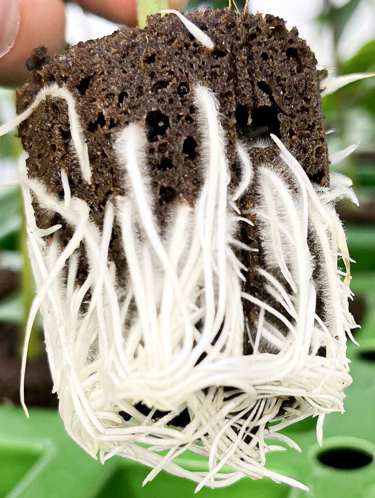 Roots-close-up-opt